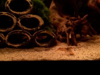 /album/fotogalerij/tangerine-tijgergarnalen-jpeg2/